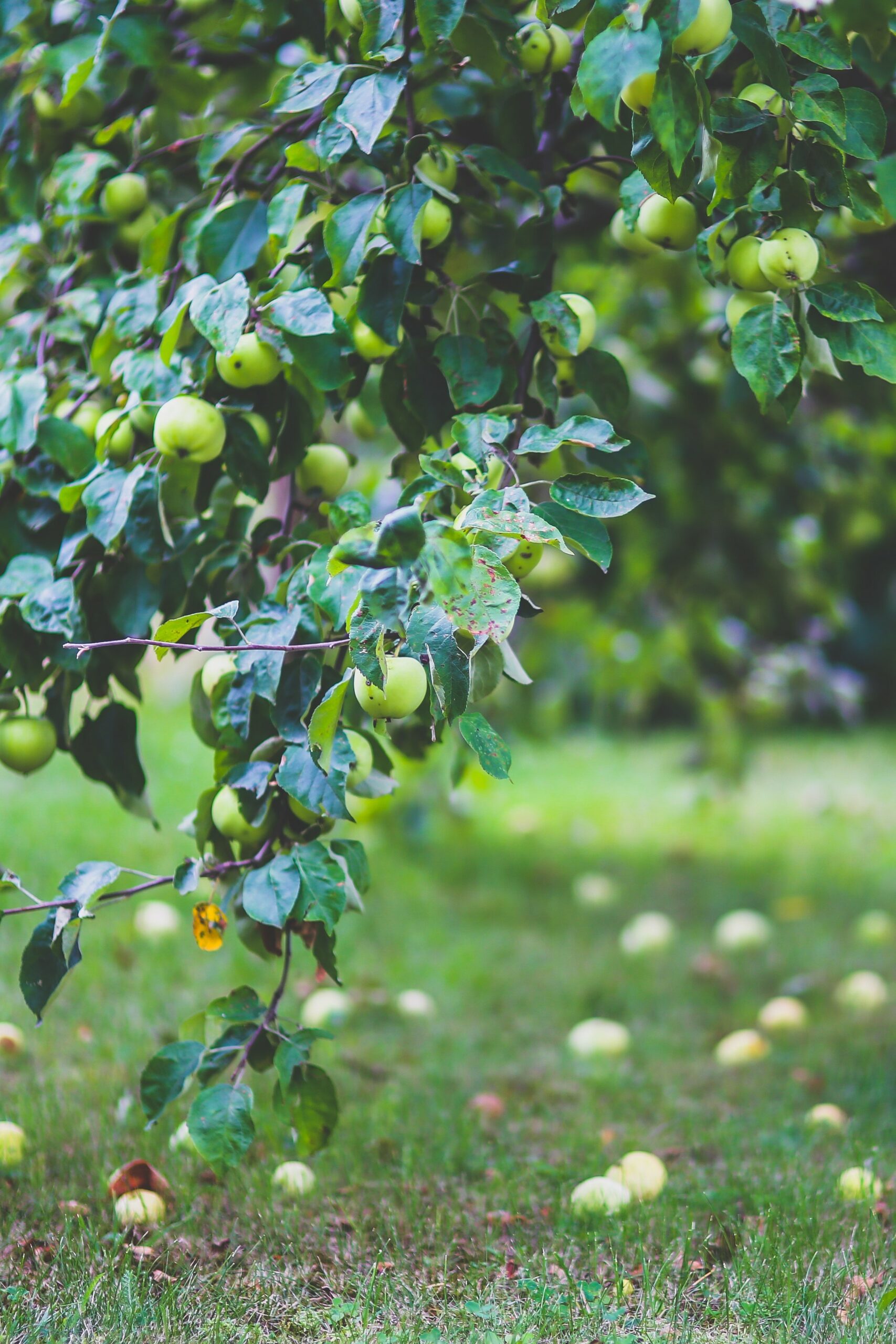 un pommier issu d'un agriculteur engagé partenaire de fleur de mets - traiteur événementiel ecoresponsable